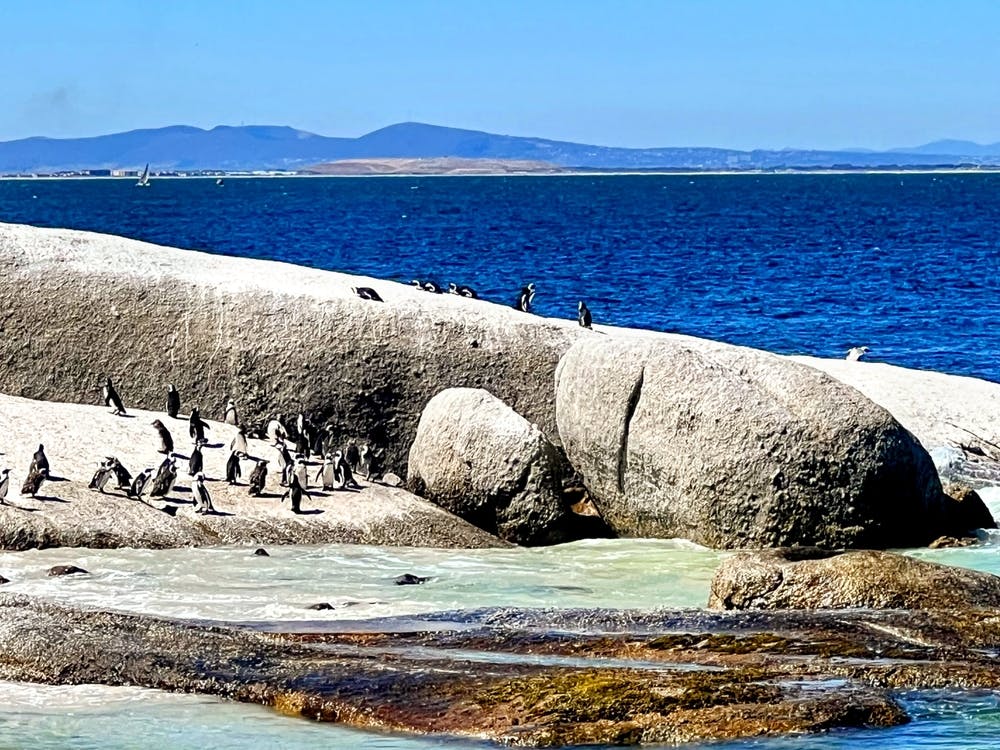 Penguins On Rocks (Africa Series)