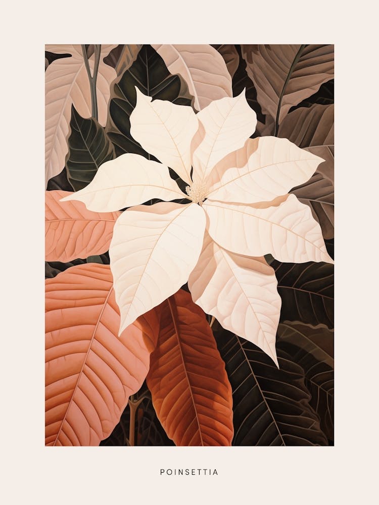 Flower Illustration Poinsettia Poster