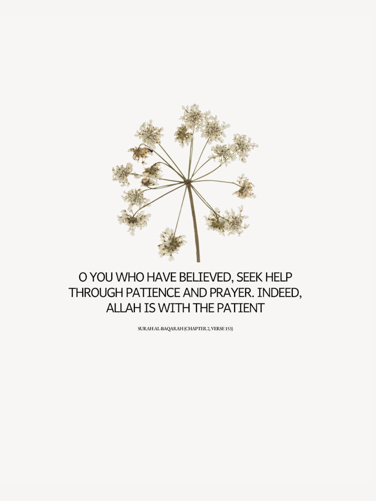 Oh You Have Believed