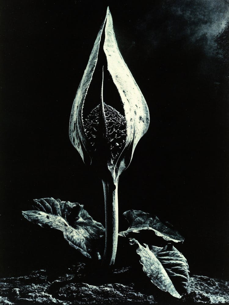'The Flower'