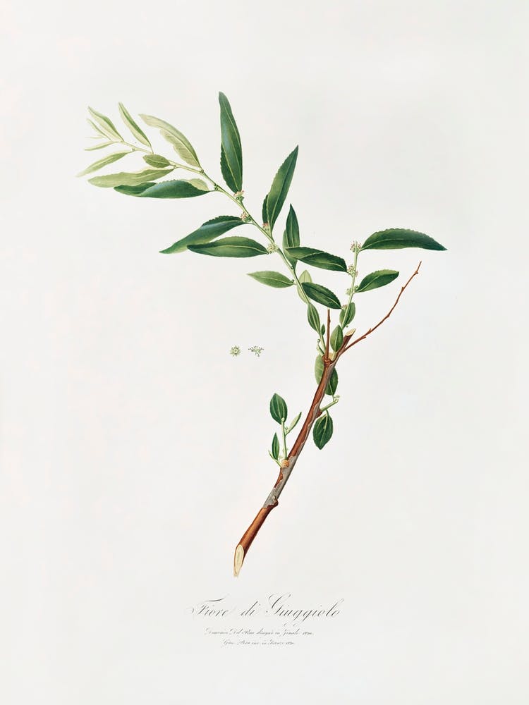 Jujube (Fiorazione Del Giuggiolo) From Pomona Italiana (1817 1839), Giorgio Gallesio