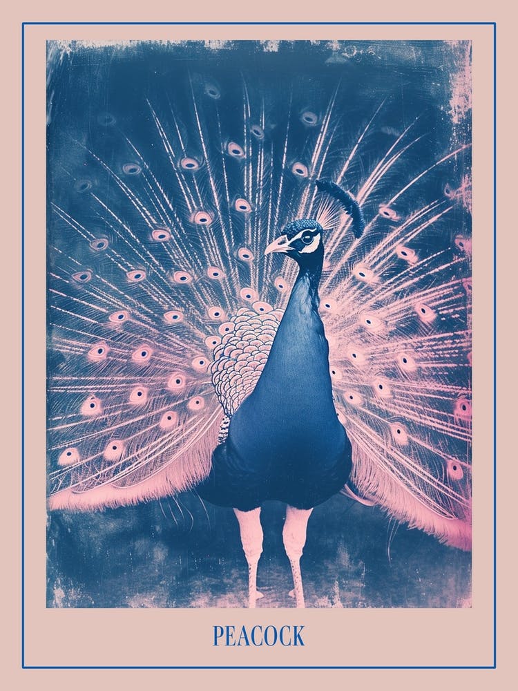 Pink & Blue Peacock Feathers Poster