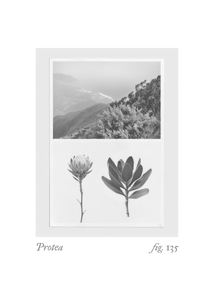 Protea Botanical Collage 1