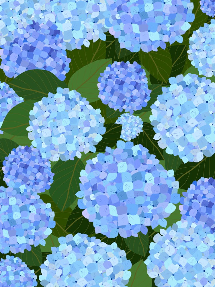 Light Blue Hydrangeas