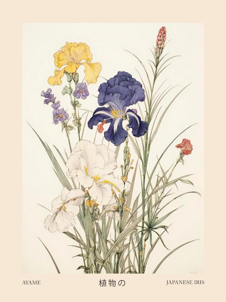 Ayame Japanese Iris 4 Vintage Japanese Botanical Poster