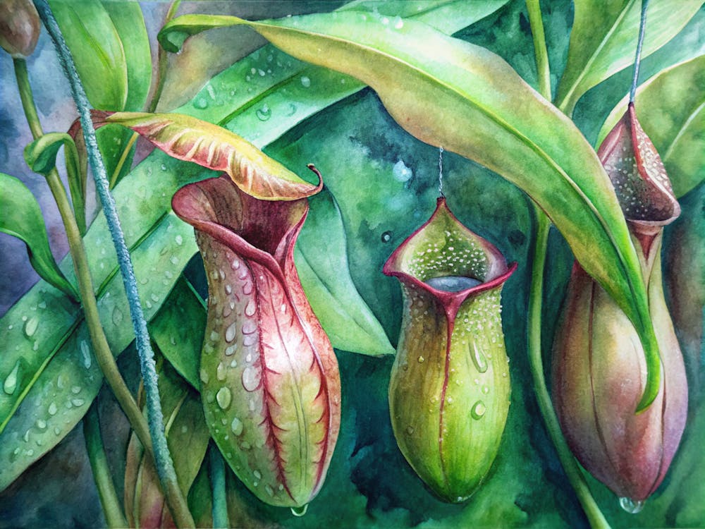 Pitcher Plants 1