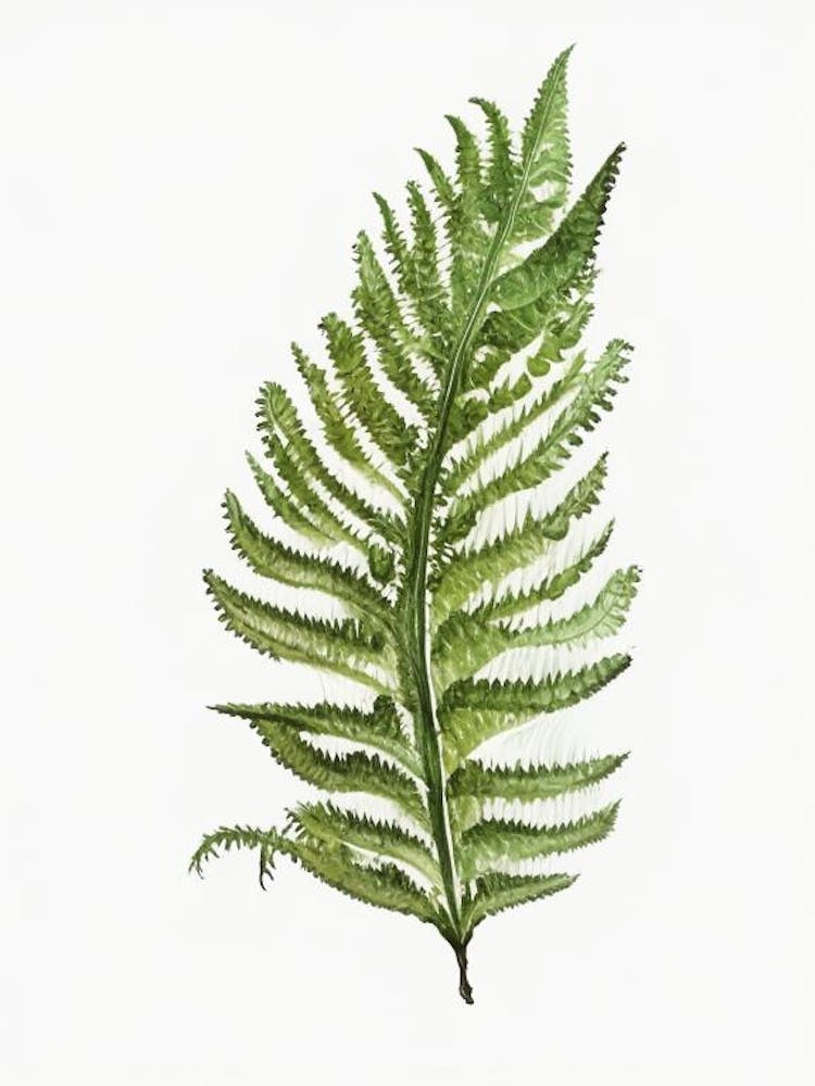 Forked Spleenwort Watercolour