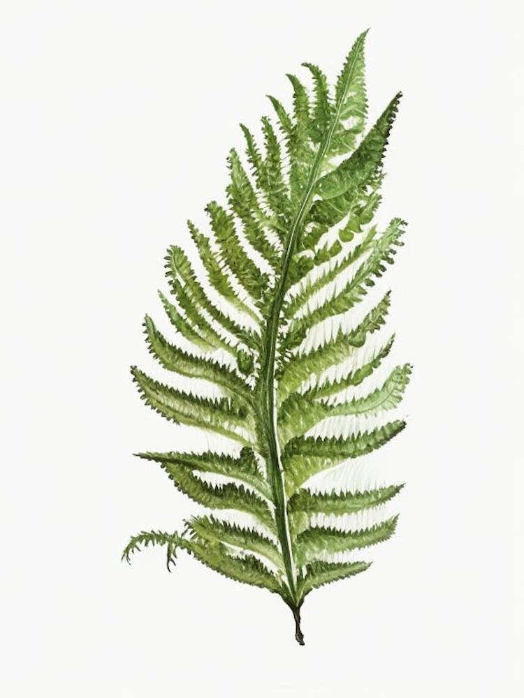 Forked Spleenwort Watercolour