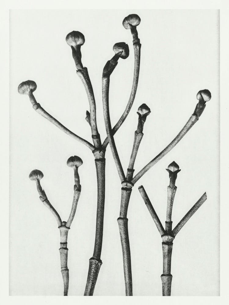 Box Wood Of North America, Flowering Dogwood (1928), Karl Blossfeldt