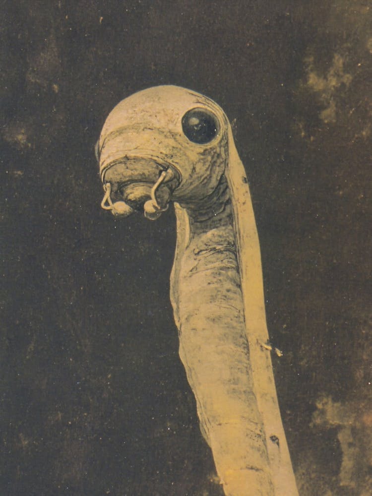 'The Worm'