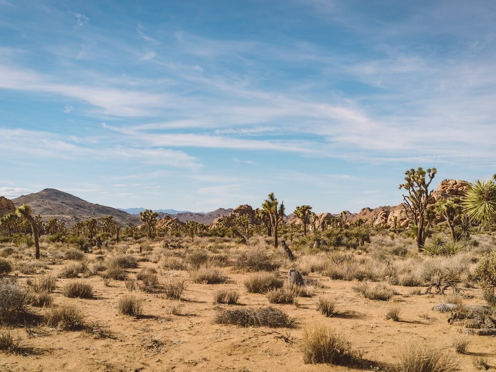 Joshua Tree National Park XXIV