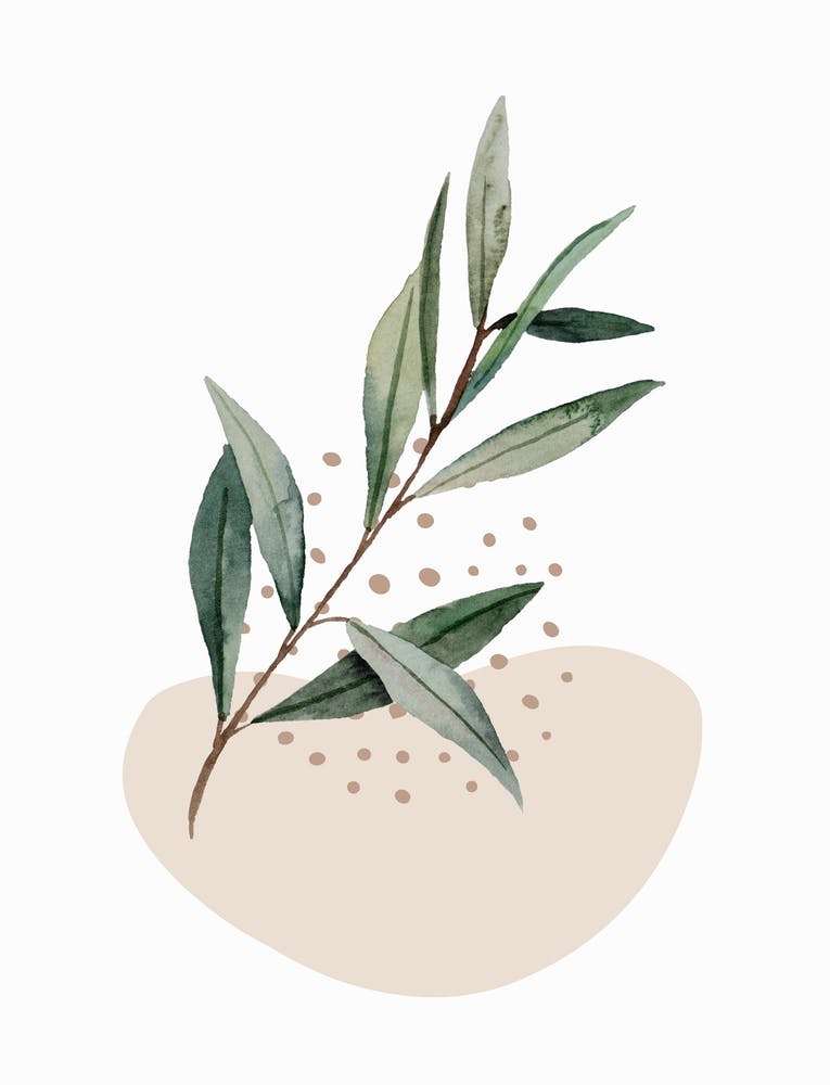 Feuille d'Eucalyptus