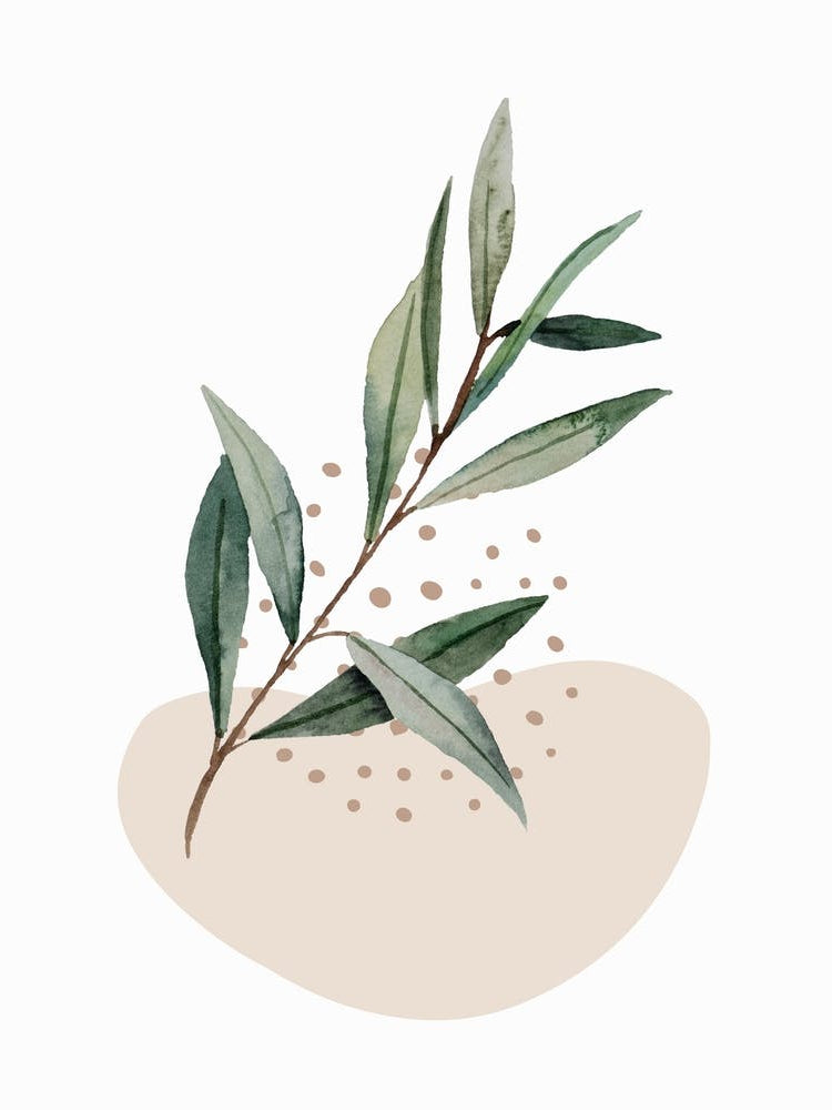 Eucalyptus Leaf