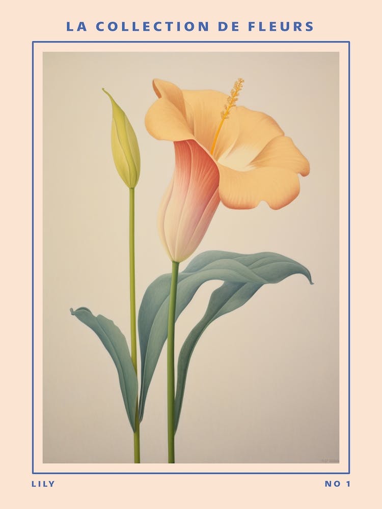 Lily French Flower Botanical Poster