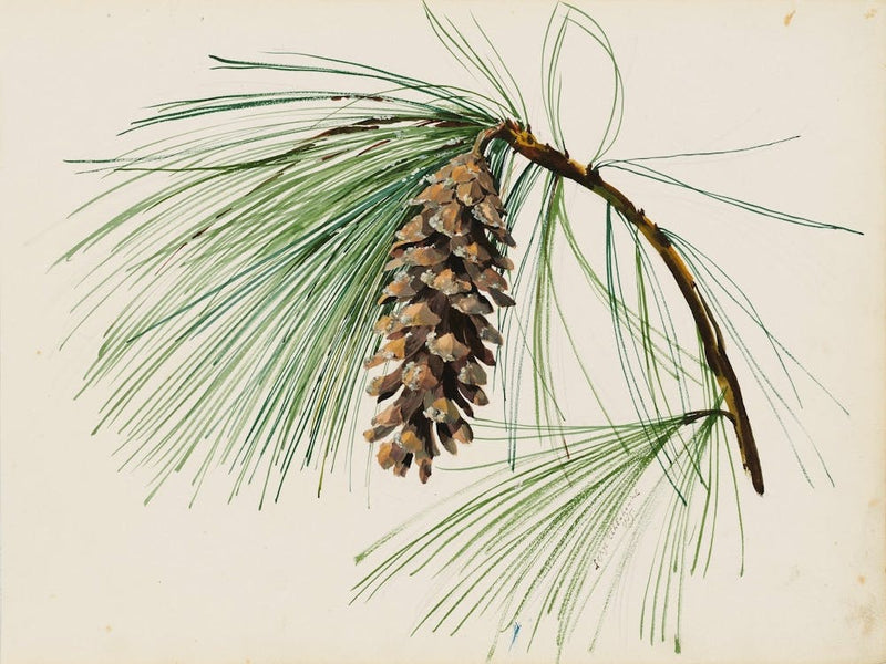 Pine Cone 4