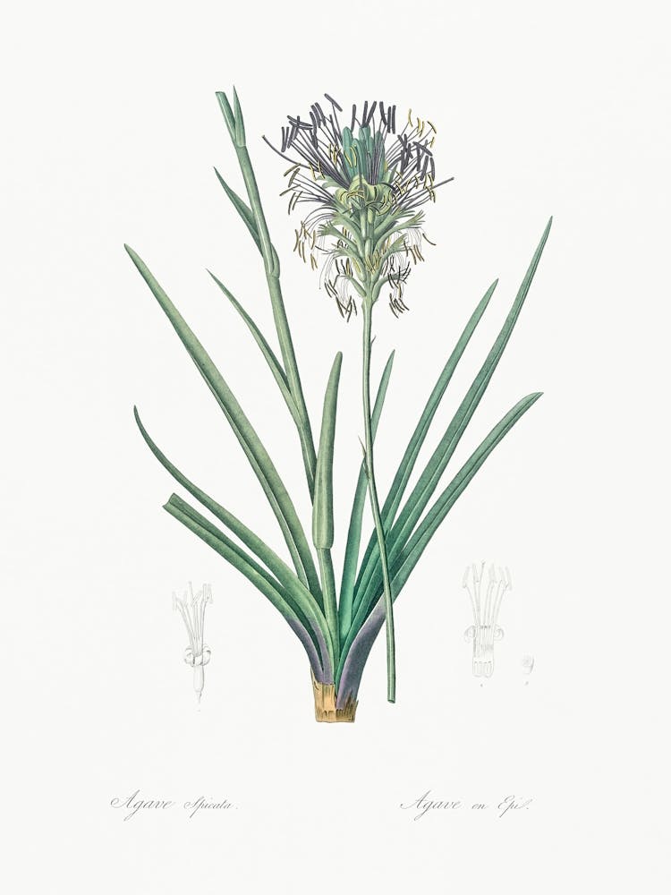 Agave Spicata Illustration From Les Liliacées (1805), Pierre Joseph Redoute