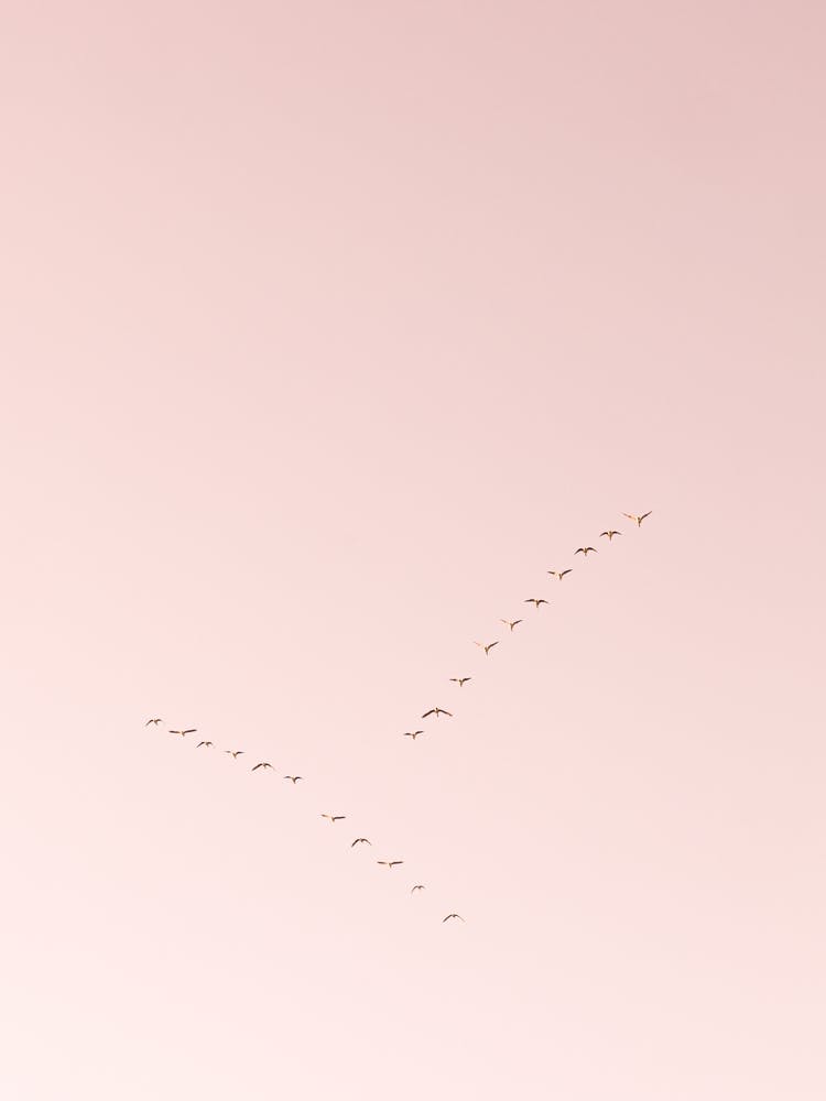 V-formation at Dusk