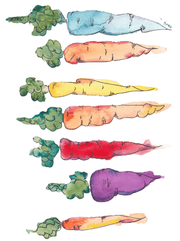 Watercolor Carrots