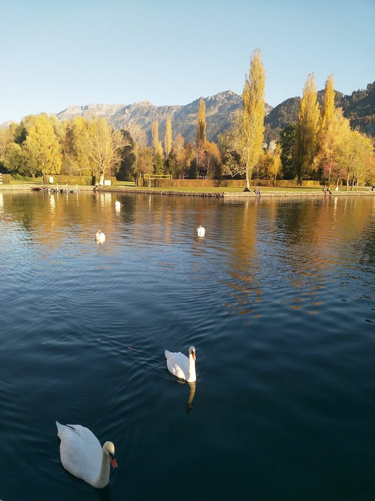 Swans In A Lake