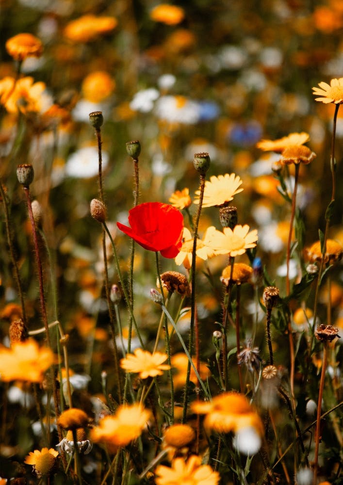 Red Poppy Flower In A Summers Field Colour Nature Photography