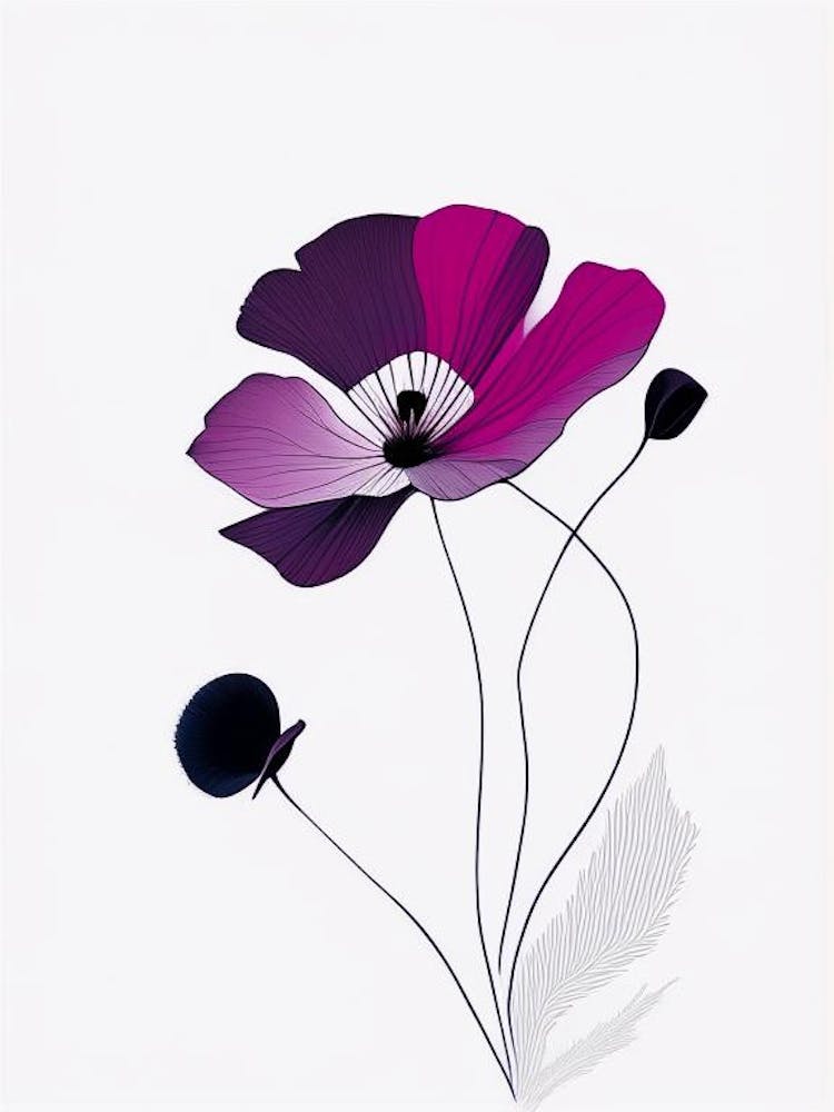 Anemone Floral Minimal Line Drawing 3 Flower