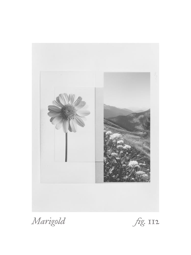 Marigold Botanical Collage 2