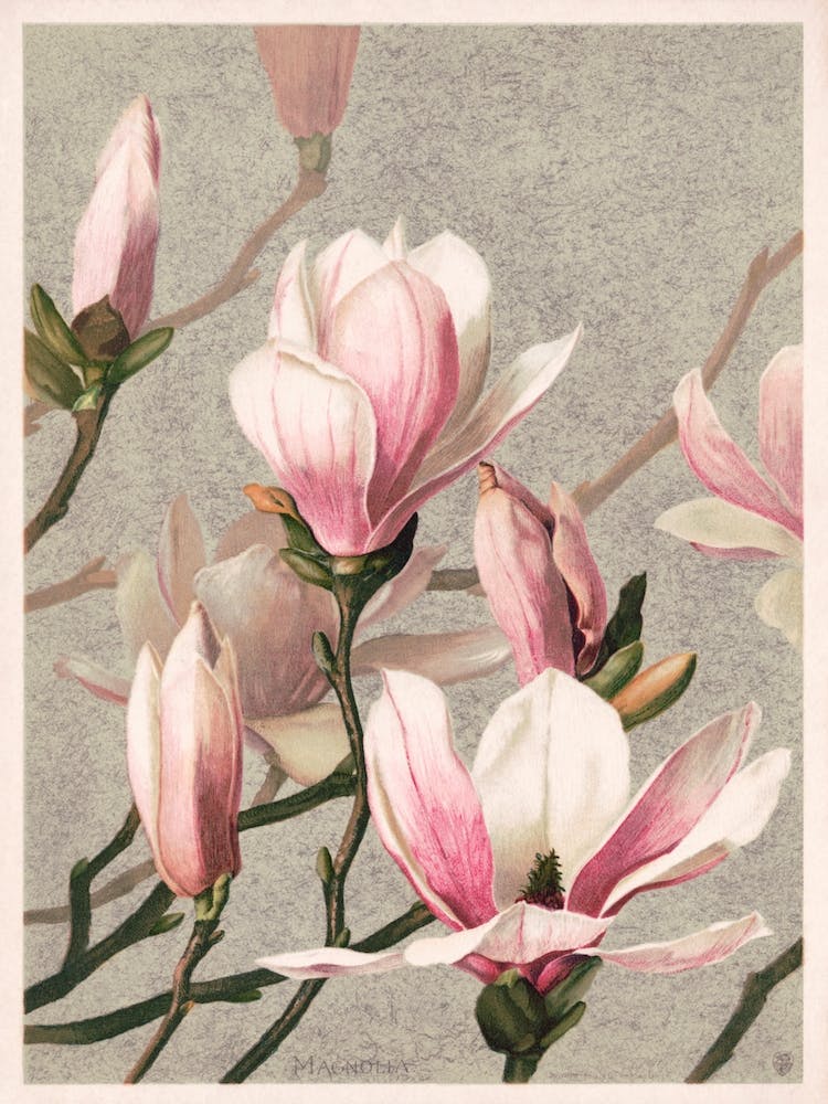 Magnolia Vintage