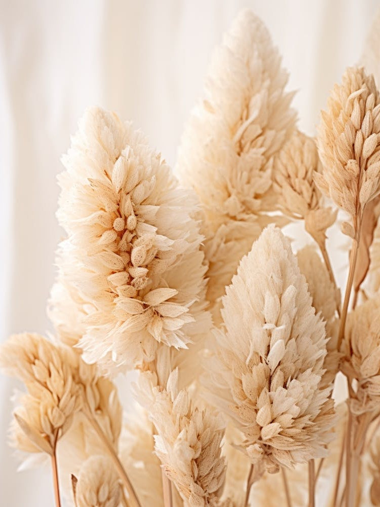 Boho Dried Flowers Celosia 6