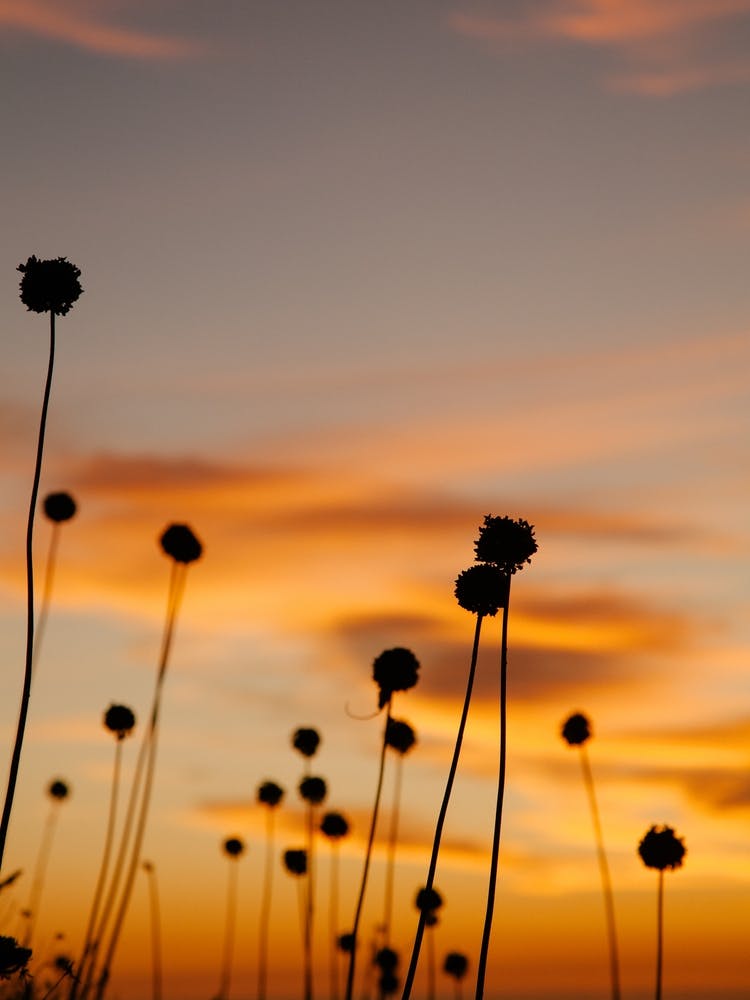 Sunset With Silhouette of Flowers