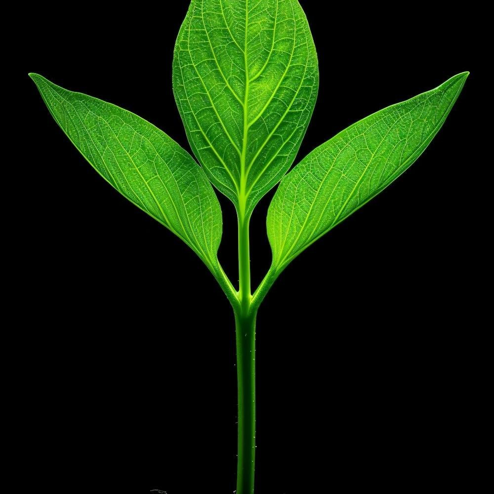 Green Leaf Isolated On Black Background