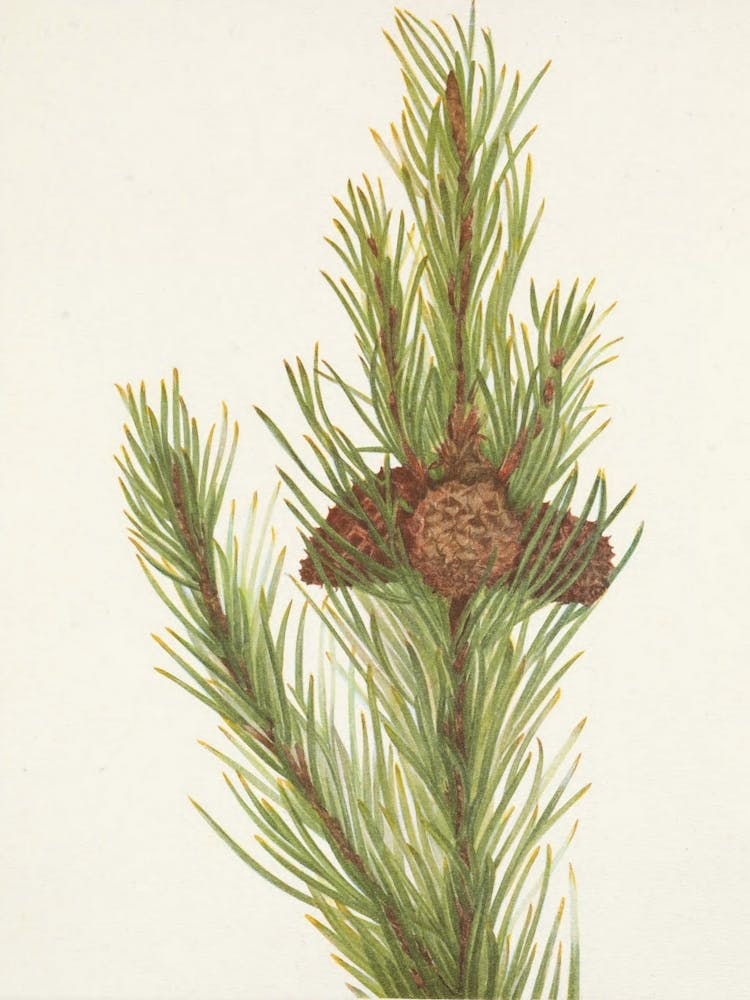 Pine Cones On A Branch