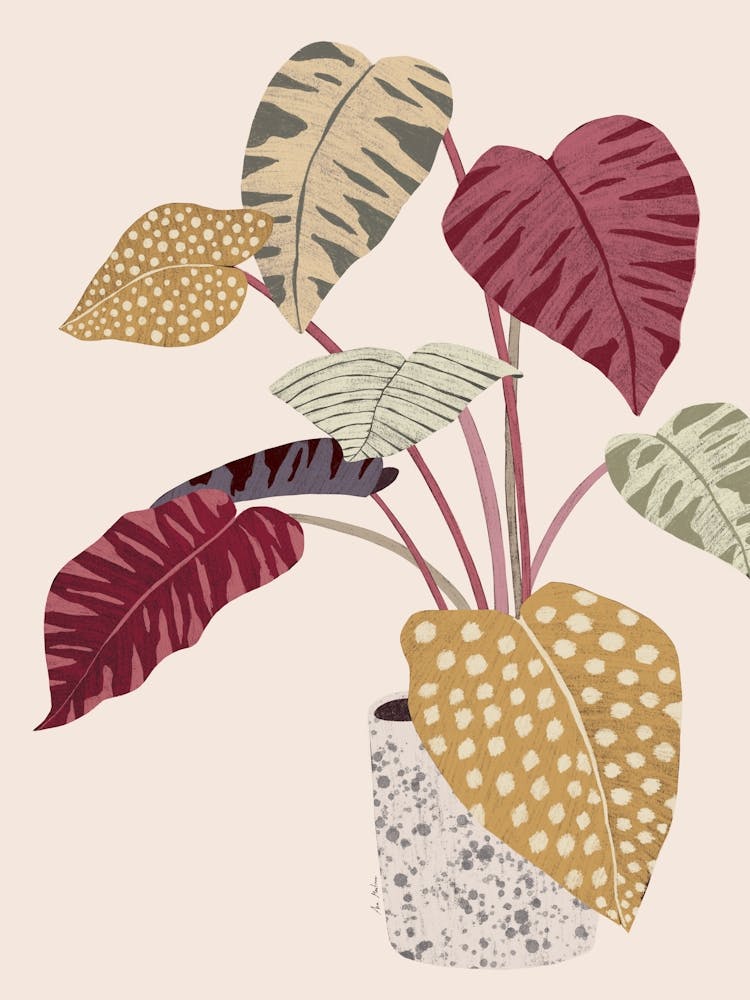 Potted Plant