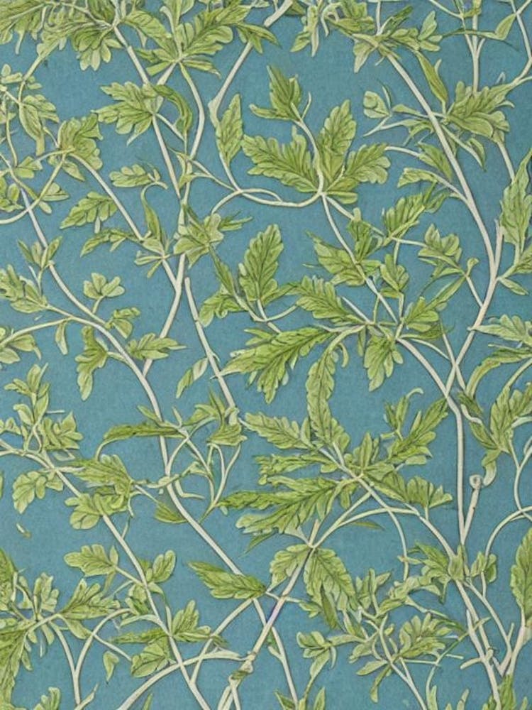 Mimosa tree Vintage Botanical