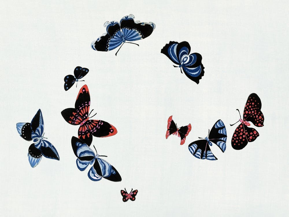 Japanese Butterfly, Cho Senshu (15)