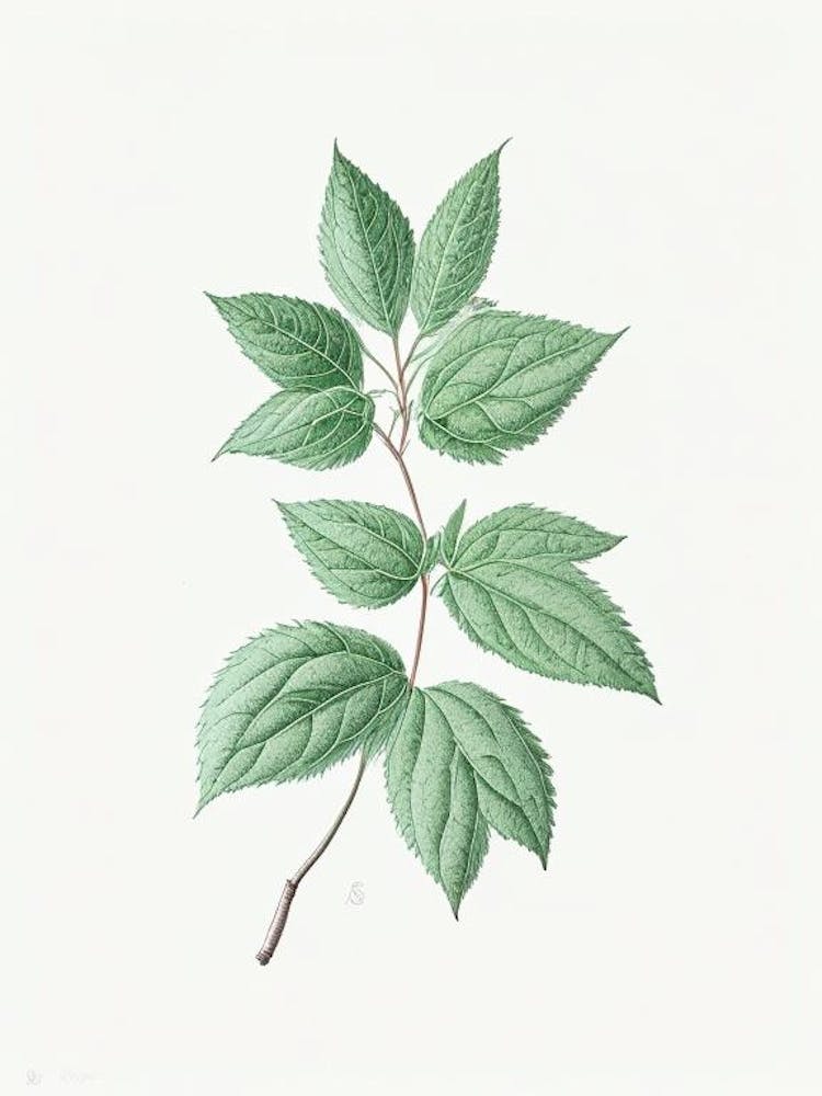 Illustration de Feuille de Menthe 4
