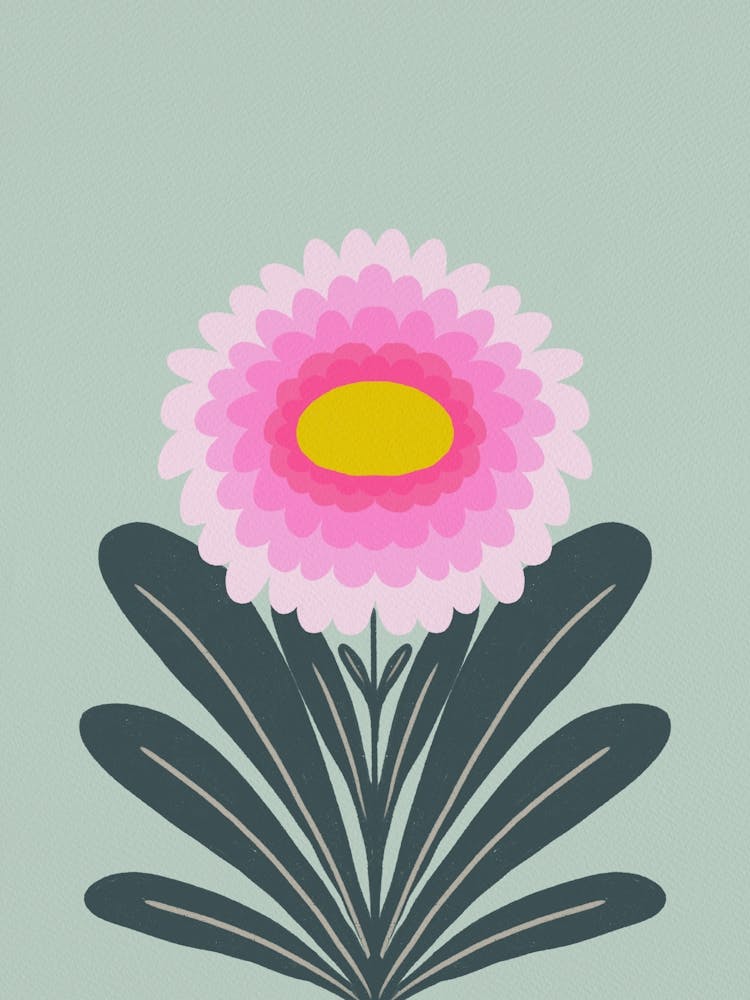 Cute Dahlia