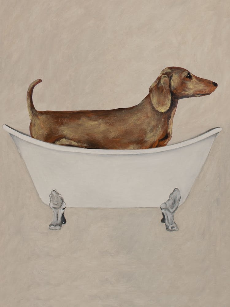 Dachshund In Bathtub