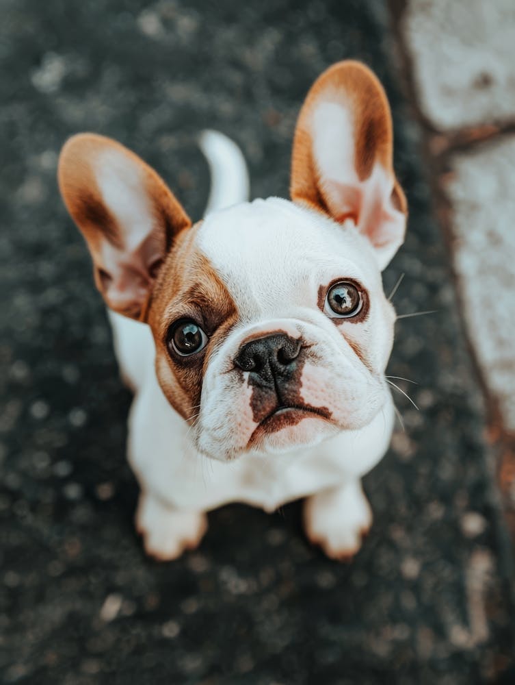 French Bulldog Puppy.Generated AI. 2