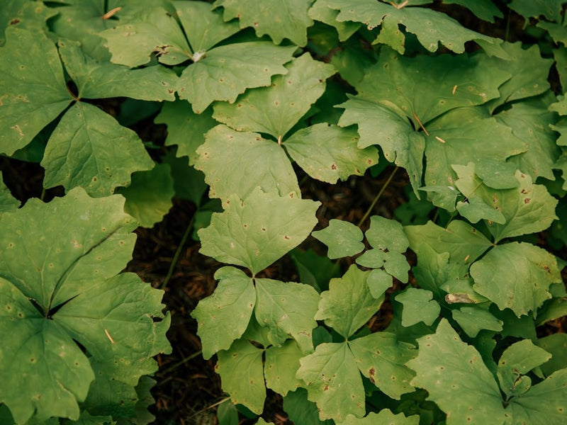 Some Greenery V