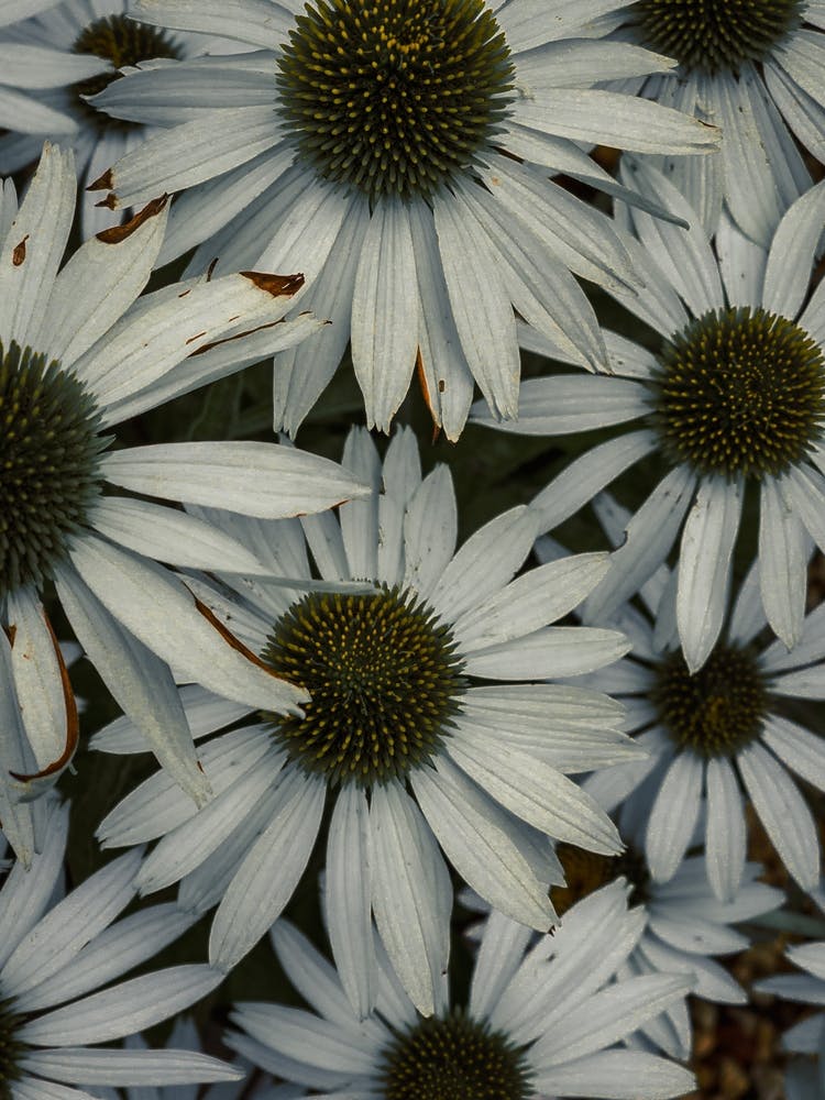 Echinacea