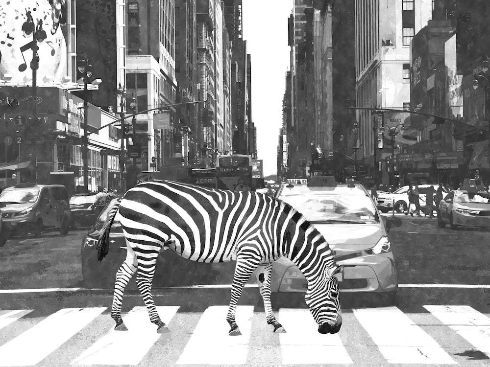 Black and White Zebra New York City