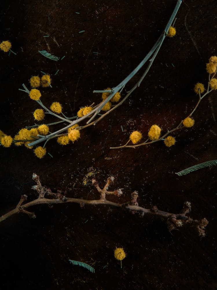 Plant Composition