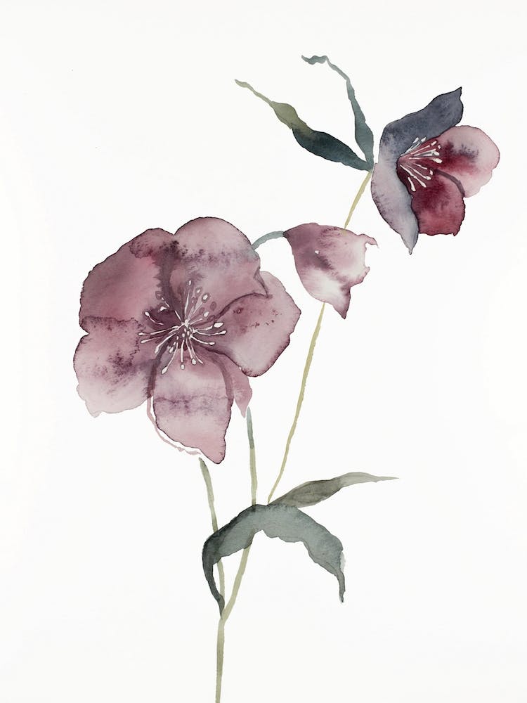 Hellebore 14
