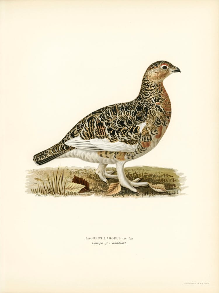 Lagopède Des Saules Mâle, Les Frères Von Wright
