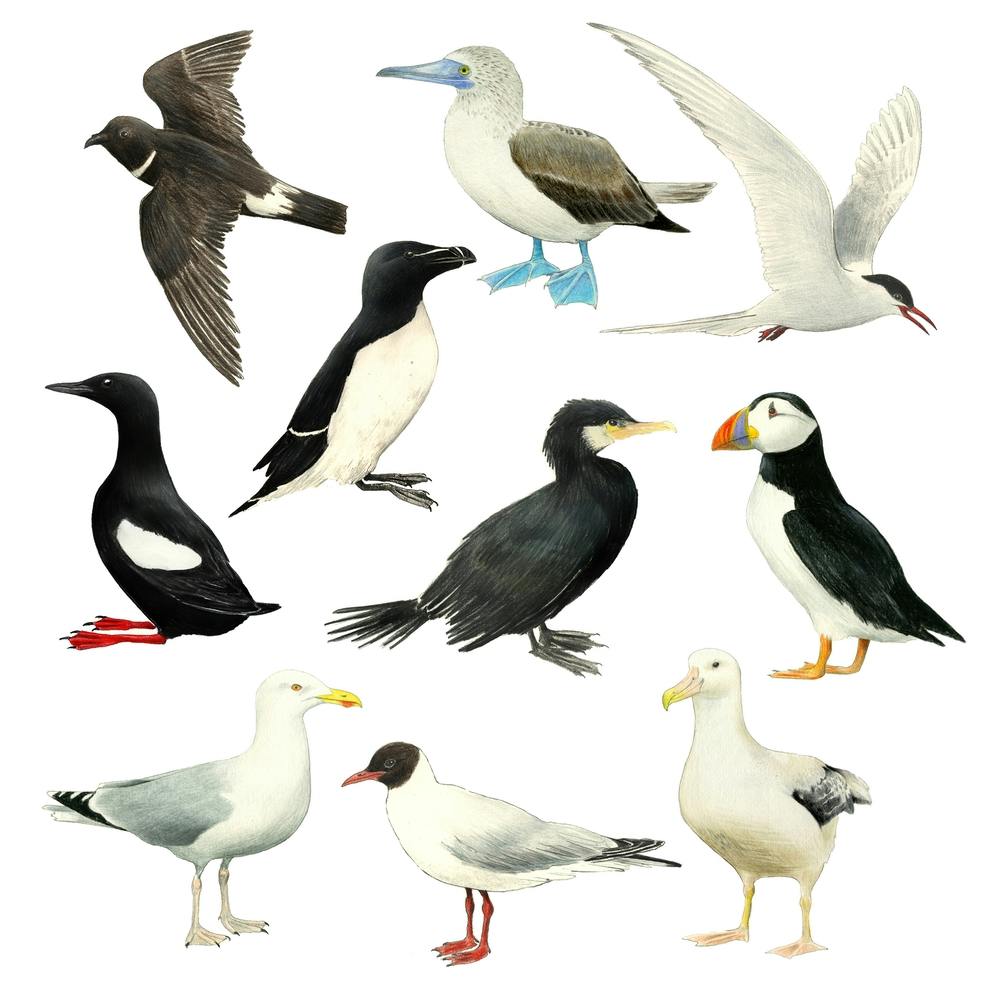 Sea Birds Black & White Square