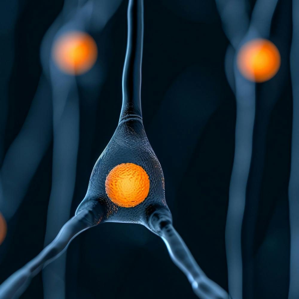 Neuron