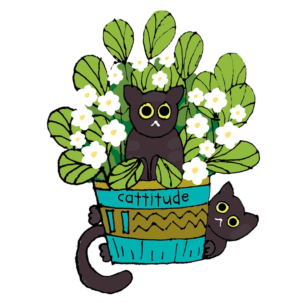 Black cats and planter