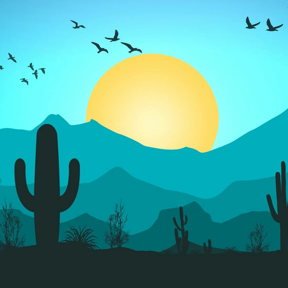 Cactus Stock Videos & Royalty-Free Footage