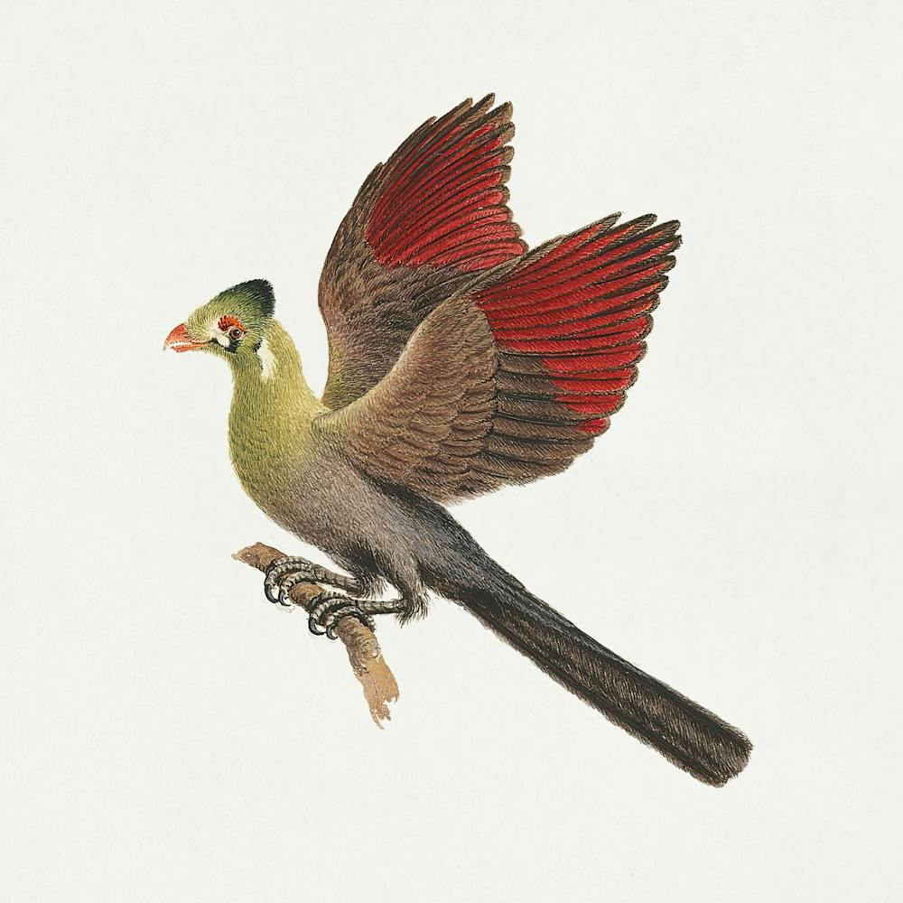 White Cheeked Turaco, Luigi Balugani