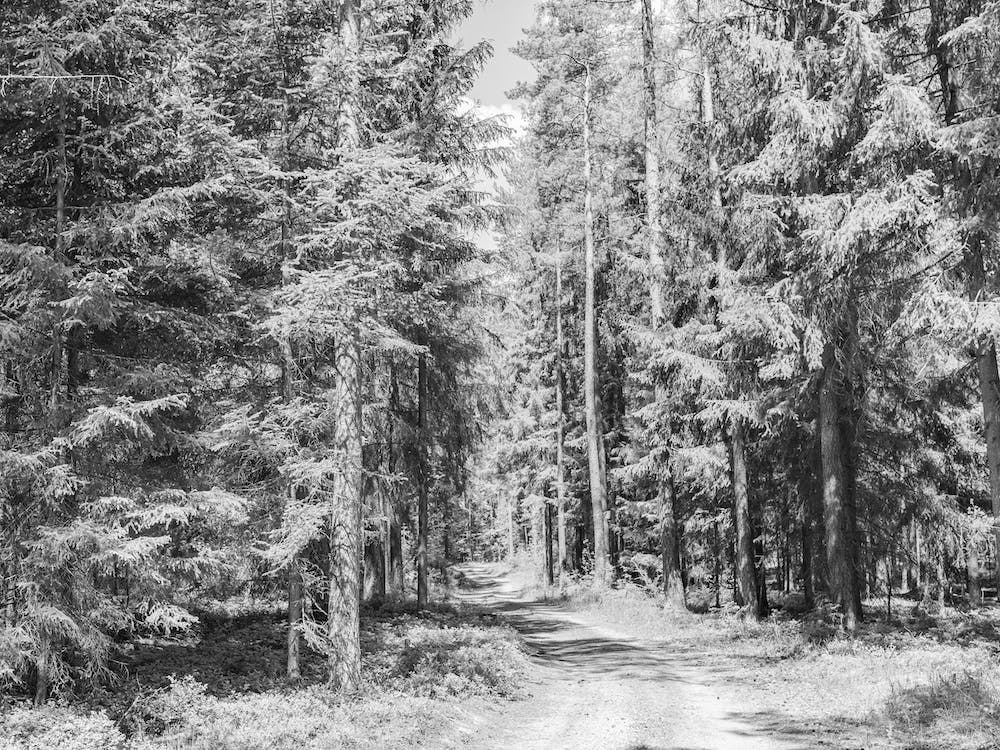 Pine tree woodland, dirt road with sunny blue sky